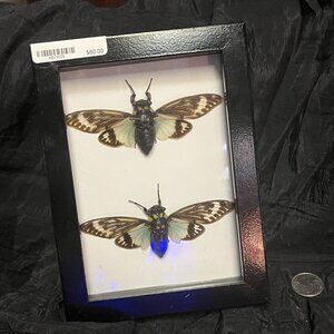 Butterfly Pair Picture